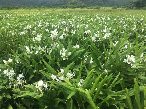 野薑花有毒